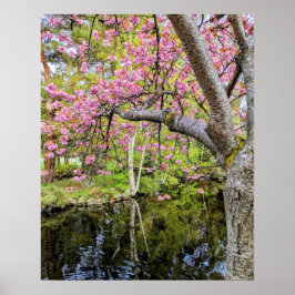 Rosa Kirschblüten neben einem Teich Poster