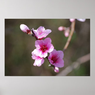 Rosa Kirschblüten Poster