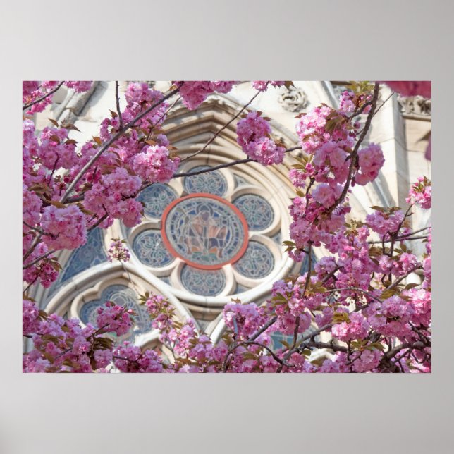 Rosa Kirschblüten Poster (Vorne)