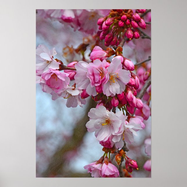 Rosa Kirschblüten Poster (Vorne)