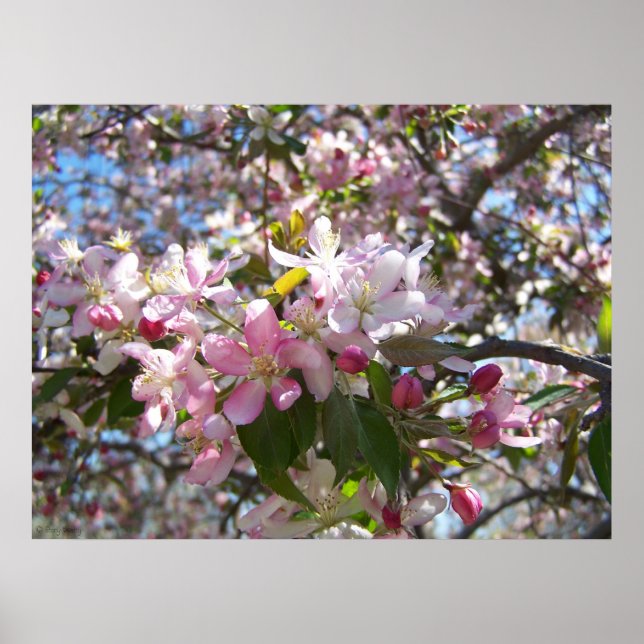 Rosa Kirschblüten Poster (Vorne)