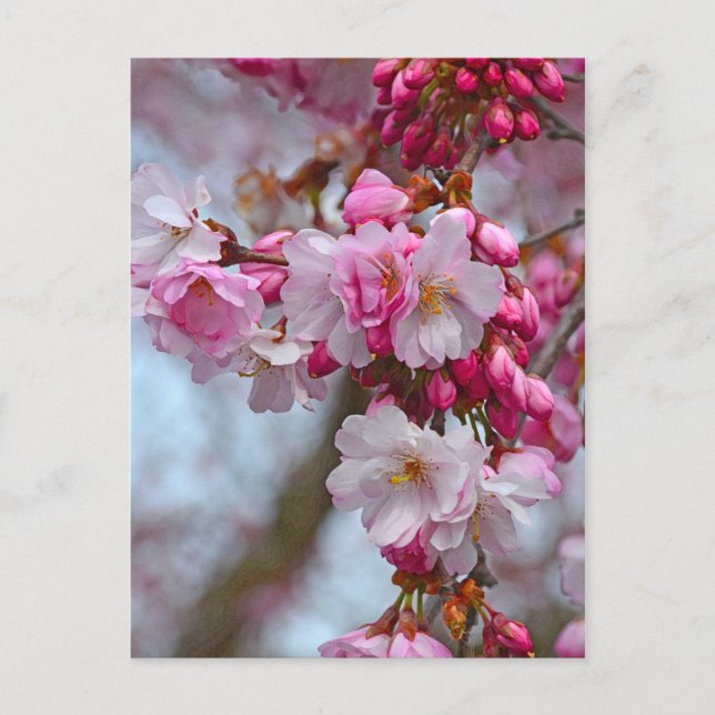 Rosa Kirschblüten Postkarte (Vorderseite)