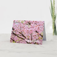 Rosa Kirschblüten über den Sakura-Bäumen