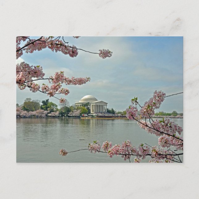 Rosa Kirschblüten und das Jefferson Memorial Postkarte (Vorderseite)