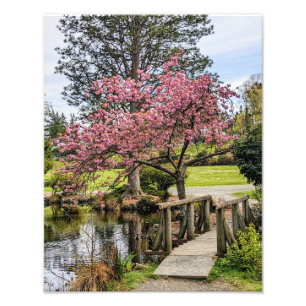 Rosa Kirschblüten und hölzerne Fußgängerbrücke Fotodruck