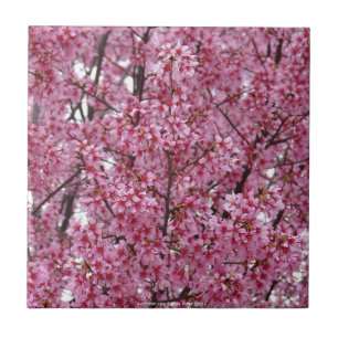 Rosa Kirschblüten-Wand Fliese