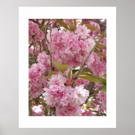 Rosa Kirsche Blüten Blüten Poster