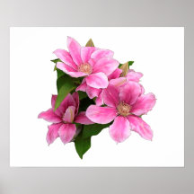 Rosa Klarmatitis Blume Abbildung Weiß
