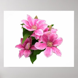 Rosa Klarmatitis Blume Abbildung Weiß Poster