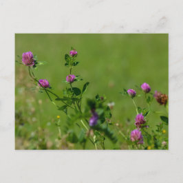 Rosa Klee auf grüner Wiese. Postkarte