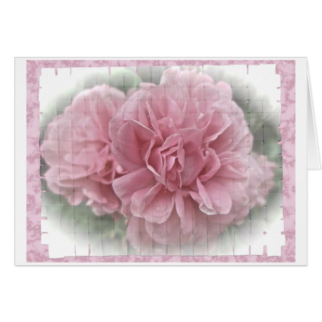 Rosa Kletterblüten in der Rose (Vorderseite (Horizontal))