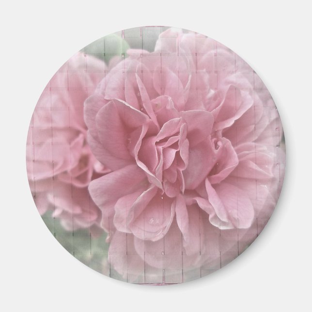 Rosa Kletterblüten in der Rose Magnet (Vorne)