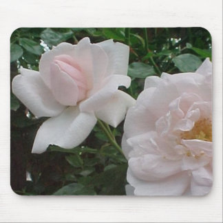 Rosa kletternde Rose Mousepad