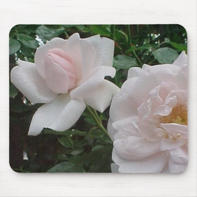 Rosa kletternde Rose Mousepad (Vorne)