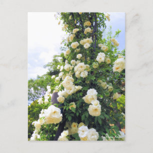 Rosa Klettersteig Iceberg: Postkarte