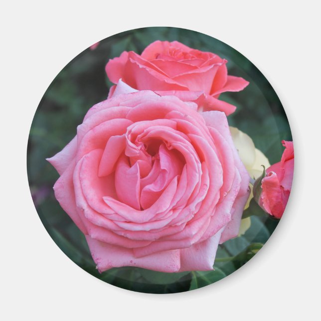 Rosa Knospen Magnet (Vorne)