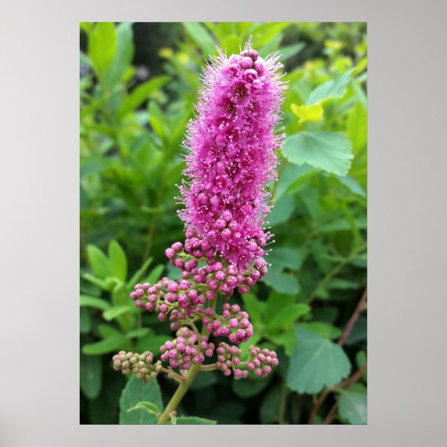 Rosa Knospen Poster (Vorne)