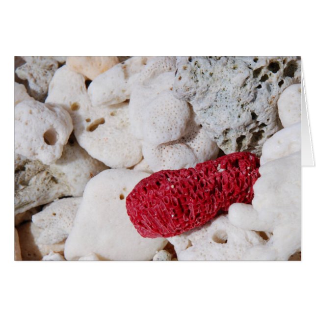 Rosa Koralle (Vorderseite (Horizontal))