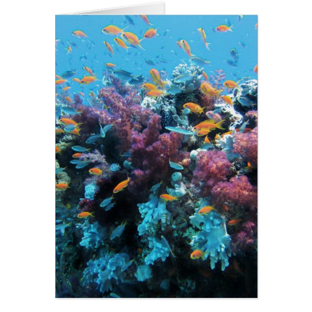 Rosa Koralle (Vorne)