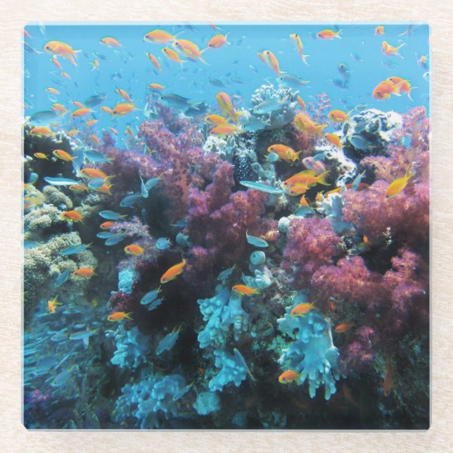 Rosa Koralle Glasuntersetzer (Vorderseite)