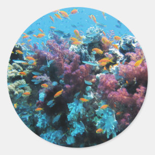 Rosa Koralle Runder Aufkleber