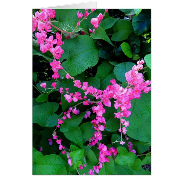 Rosa korallenrote Rebe (Vorne)