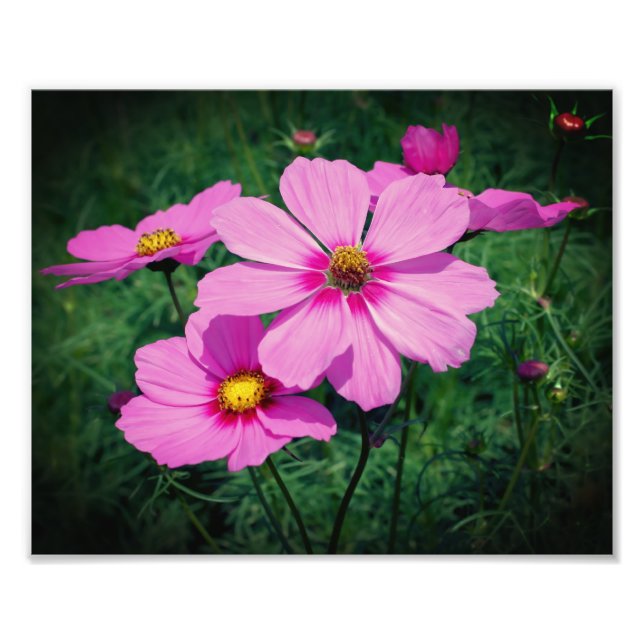 Rosa Kosmos-Blume 8x10 Fotodruck (Vorne)