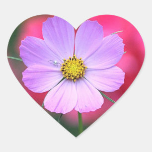 Rosa Kosmos-Blume Aufkleber