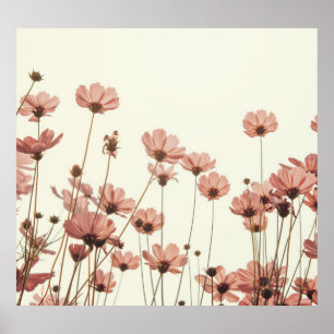 Rosa Kosmos: Blume weißer Hintergrund. Poster