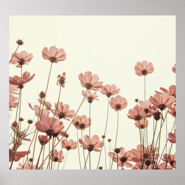 Rosa Kosmos: Blume weißer Hintergrund. Poster (Vorne)