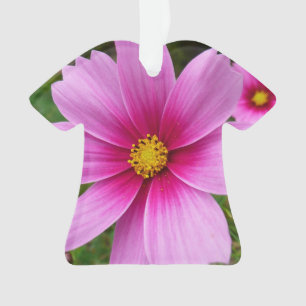 Rosa Kosmos Blume Wildblume Ornament