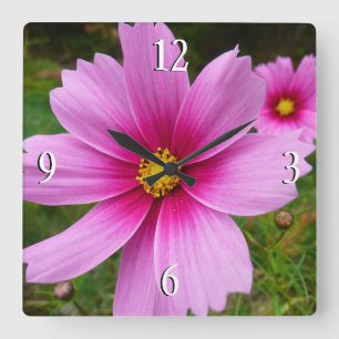 Rosa Kosmos-Blumen Wildblume Quadratische Wanduhr