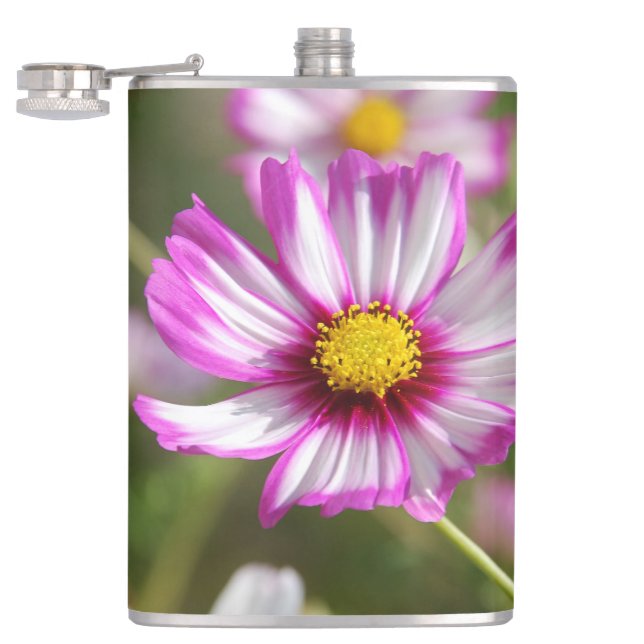 Rosa Kosmos, Hütte Garten Rosalinde Flachmann (Geöffnet)