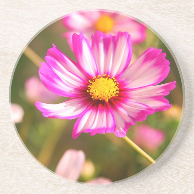 Rosa Kosmos, Hütte Garten Rosalinde Getränkeuntersetzer (Vorne)