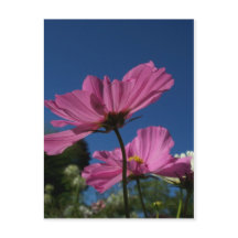 Rosa Kosmos mit Blue Sky Postcard