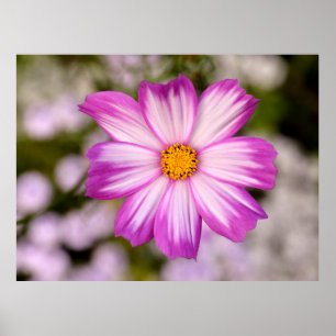 Rosa Kosmos schließen Poster