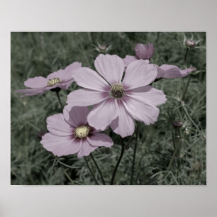 Rosa Kosmosblumen im Vintage-Stil mit teilweiser F Poster