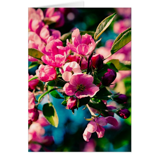 Rosa Krabbenapfel-Blume (Vorne)