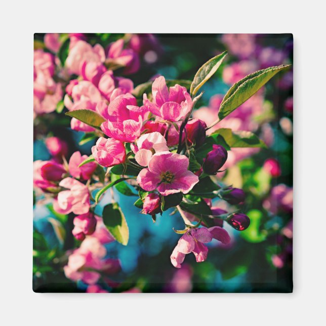 Rosa Krabbenapfel-Blume Magnet (Vorne)