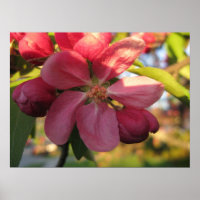 Rosa Krabbenapfel Blume