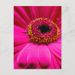 Rosa-Kräuterblüte Postkarte