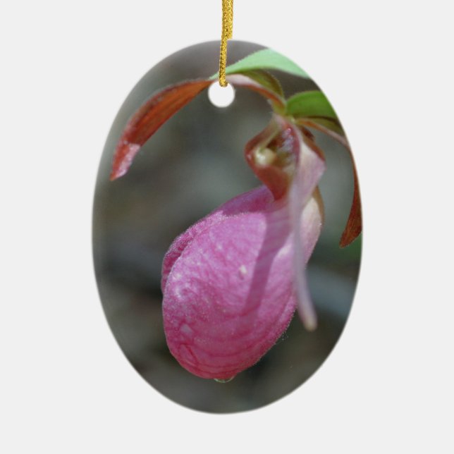 Rosa Lady Slipper Blume Ornament (Vorne)