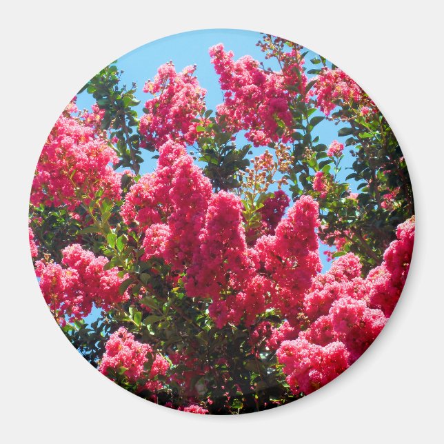 Rosa Lagerstroemia-Blüten-Fotografie Magnet (Vorne)