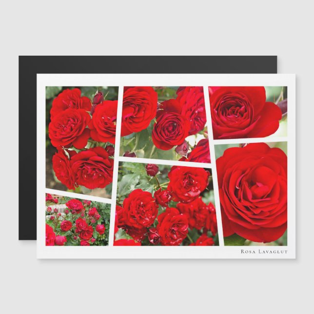 Rosa Lavaglut Magnetkarte (Vorne/Hinten)