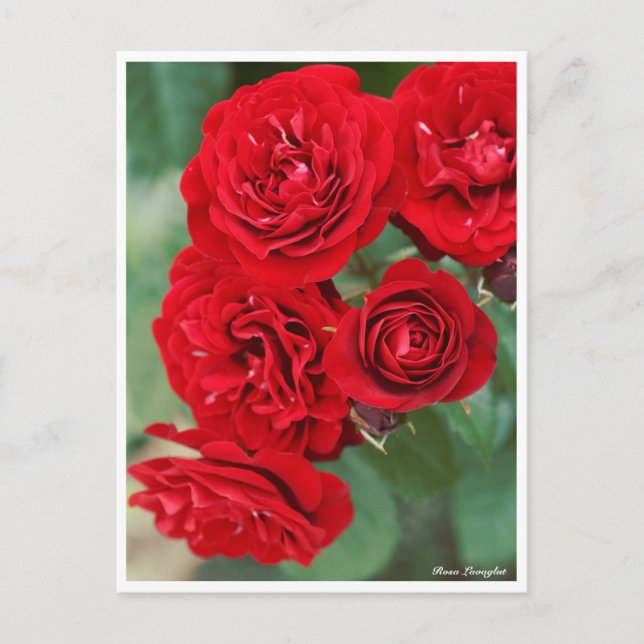 Rosa Lavaglut Postkarte (Vorderseite)