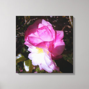 Rosa Leinwand der Kamelien
