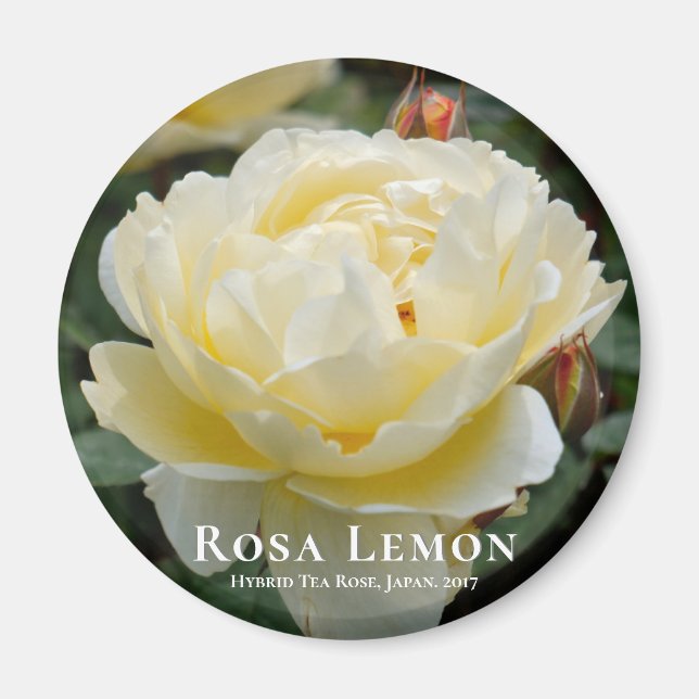 Rosa Lemon Magnet (Vorne)