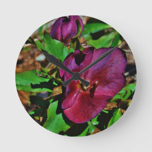Rosa Lenten Rose Burgunders Runde Wanduhr