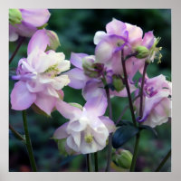 Rosa Lila Columbine-Blume