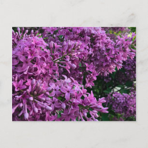 Rosa lila Flieder romantisches rosa Blumenfoto Postkarte